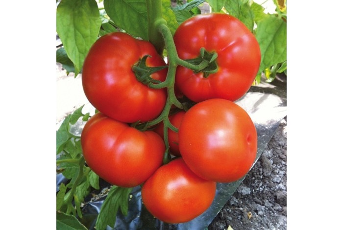 Tomate hyb Caiman rouge bio